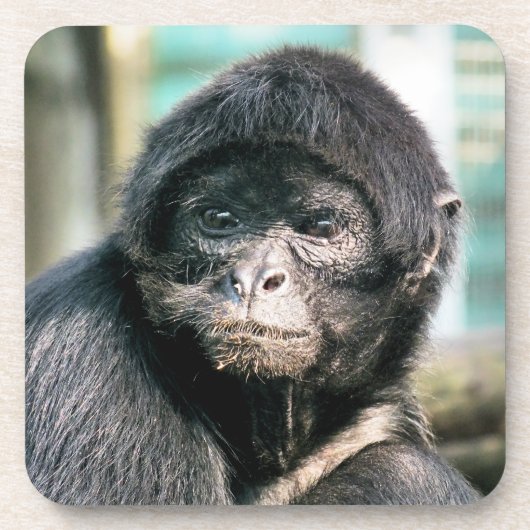 スパイダーモンキー コースター (正面)