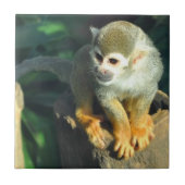 スパイダーモンキー タイル (正面)