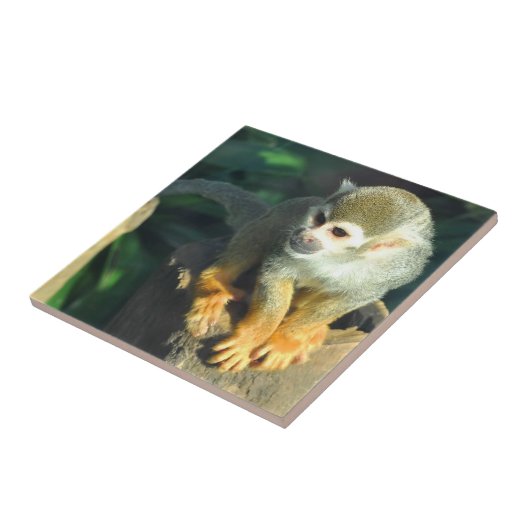 スパイダーモンキー タイル (側面)