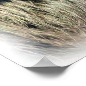 スパイダーモンキー ポスター (角)