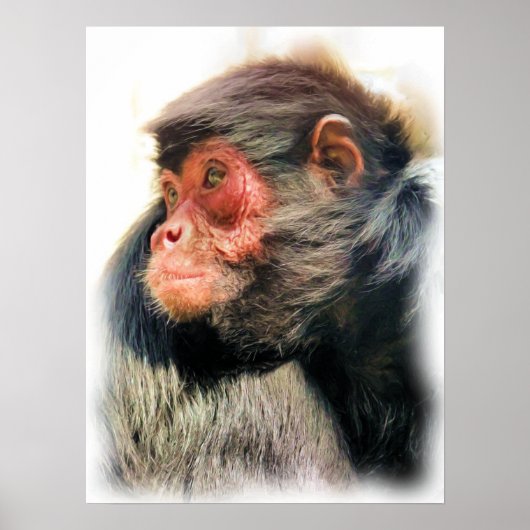 スパイダーモンキー ポスター (正面)