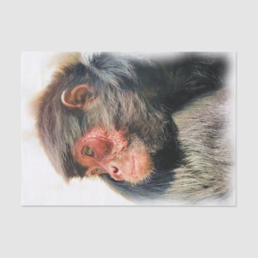 スパイダーモンキー 薄葉紙 (正面)