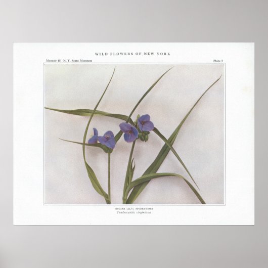 スパイダーリリー；スパイダーウォルト – Tradescantia virginiana ポスター (正面)