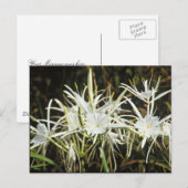 スパイダーリリー ポストカード (正面/裏面)