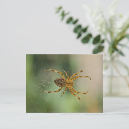 スパイダー – はがき (スタンド正面)