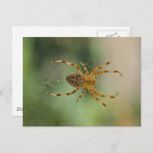 スパイダー – はがき (正面/裏面)