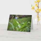 スパイダー、カード カード (黄色い花)