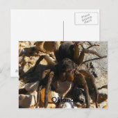 スパイダ・オクラホマ ポストカード (正面/裏面)