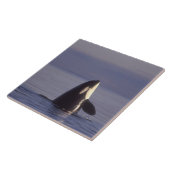 スパイホッピングオルカキラークジラ(オルカオルシヌス)付近 タイル (側面)