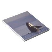 スパイホッピングオルカキラークジラ(オルカオルシヌス)付近 ノートパッド (アングル)