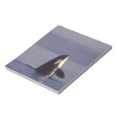 スパイホッピングオルカキラークジラ(オルカオルシヌス)付近 ノートパッド (回転)