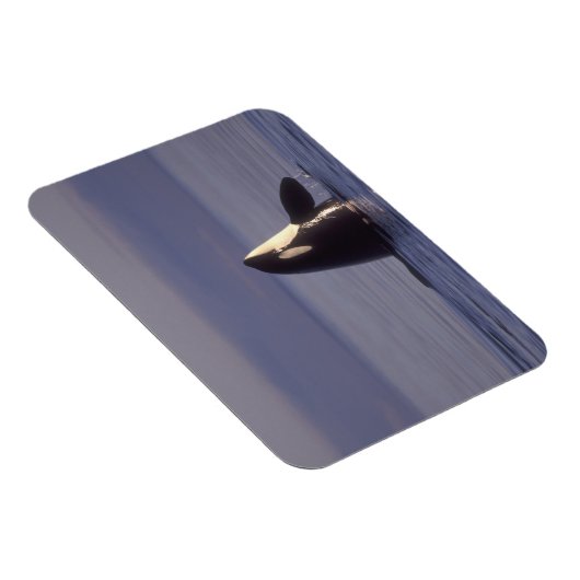 スパイホッピングオルカキラークジラ(オルカオルシヌス)付近 マグネット (右側)