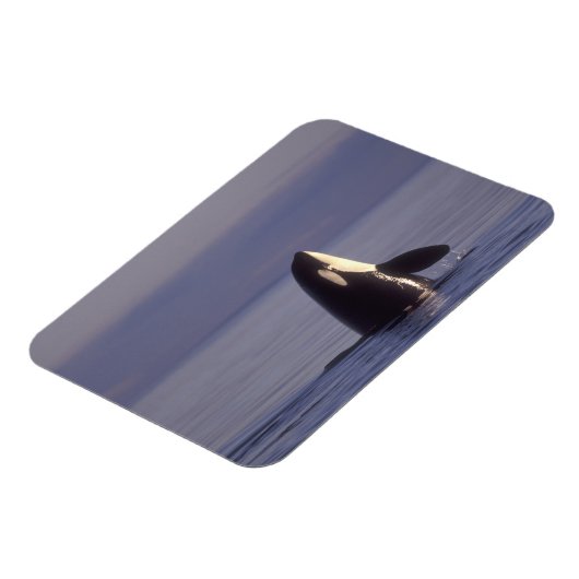 スパイホッピングオルカキラークジラ(オルカオルシヌス)付近 マグネット (左側)