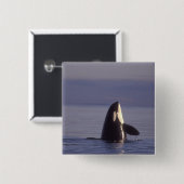 スパイホッピングオルカキラークジラ(オルカオルシヌス)付近 缶バッジ (正面&裏面)