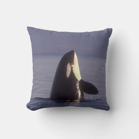 スパイホップするシャチ（Orcinus orca）付近 クッション (正面)