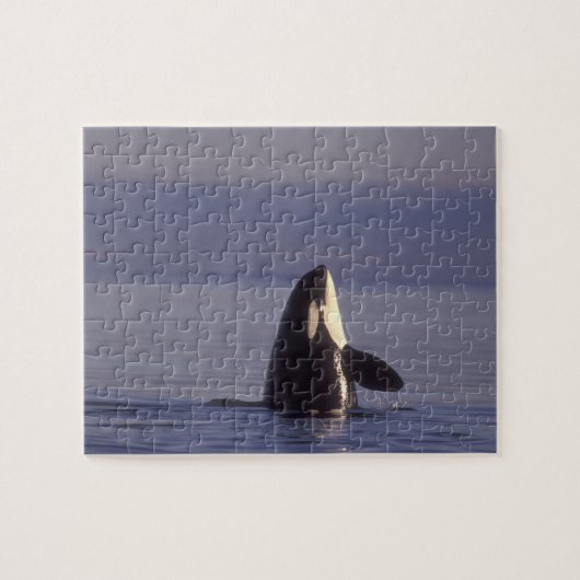 スパイホップするシャチ（Orcinus orca）近辺 ジグソーパズル (横)