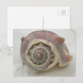 スパイラルクラウンシェル写真 ポストカード (正面/裏面)