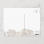 スパイラルクラウンシェル写真 ポストカード (裏面)