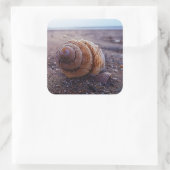 スパイラルシェルのマクロビュー スクエアシール (バッグ)