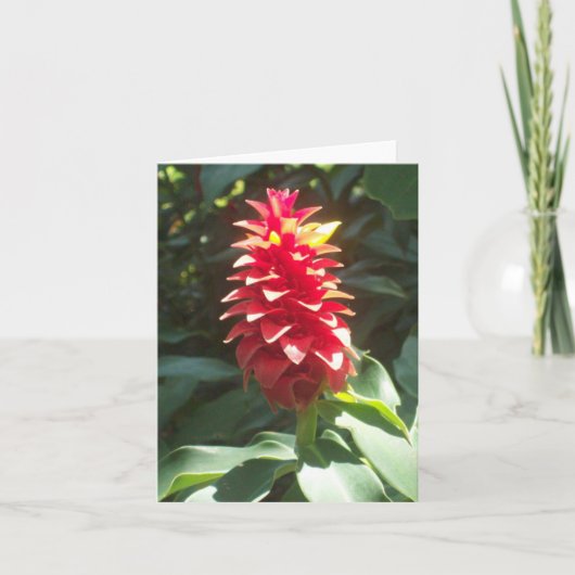 スパイラルジンジャーフォト折り畳みノートカード ノートカード (正面)