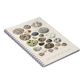 スパイラルフォトノート:ヴィンテージ鳥卵図 ノートブック (右側)