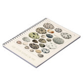 スパイラルフォトノート:ヴィンテージ鳥卵図 ノートブック (左側)