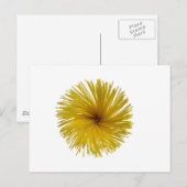 スパゲティの花 ポストカード (正面/裏面)