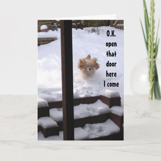 スパニエル犬は言う準備ができてい***ハッピーバースデー*** カード (正面)