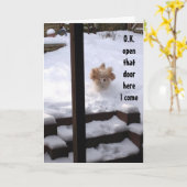 スパニエル犬は言う準備ができてい***ハッピーバースデー*** カード (黄色い花)