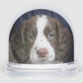 スパニエル犬カスタム子犬の写真 (裏面)