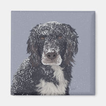 スパニエル犬ドッグミックスペットポートレート