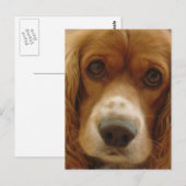 スパニエル犬品種はがき ポストカード (正面/裏面)