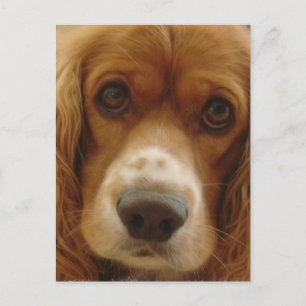 スパニエル犬品種はがき ポストカード