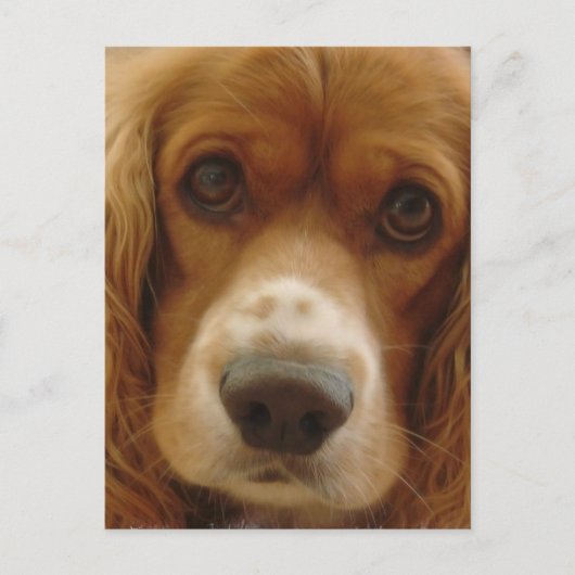 スパニエル犬品種はがき ポストカード (正面)