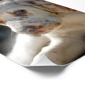 スパニエル犬子犬 フォトプリント            (角)