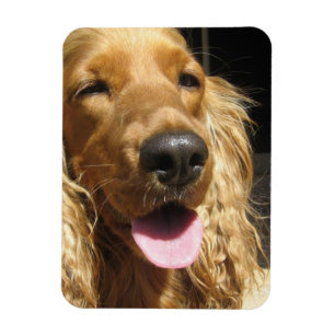 スパニエル犬犬の報酬の磁石 マグネット