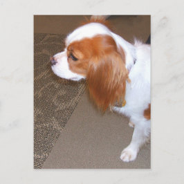 スパニエル犬犬はがき ポストカード