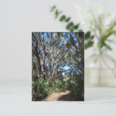 スパニッシュモス トレイル ポストカード (スタンド正面)