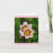 スパラクシスの花 カード (正面)