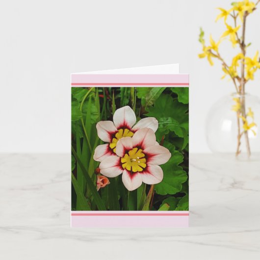 スパラクシスの花 カード (黄色い花)