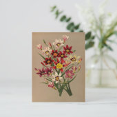 スパルアクシス三色バール.by Arentina Arendsen ポストカード (スタンド正面)