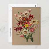 スパルアクシス三色バール.by Arentina Arendsen ポストカード (正面/裏面)