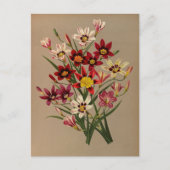 スパルアクシス三色バール.by Arentina Arendsen ポストカード (正面)