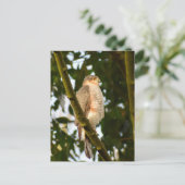 スパルロワーク ポストカード (スタンド正面)