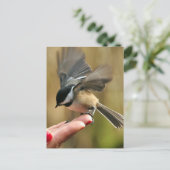 スパロウが妻の手に乗っている ポストカード (スタンド正面)