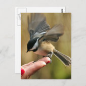 スパロウが妻の手に乗っている ポストカード (正面/裏面)