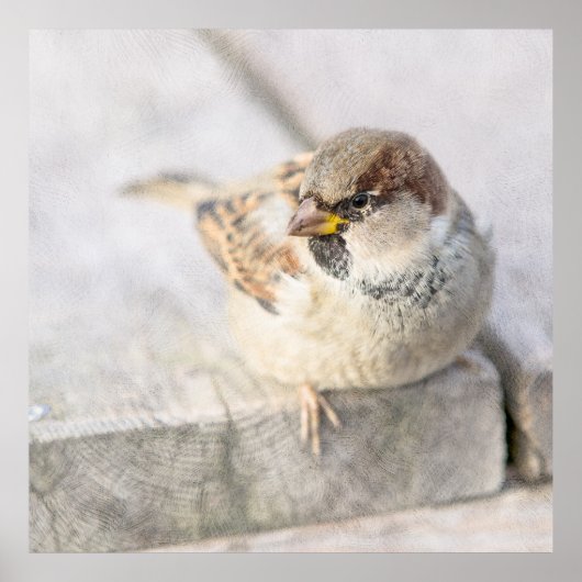 スパロウ島 – 大西洋の向こう ポスター (正面)