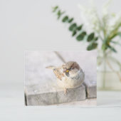 スパロウ島 – 大西洋の向こう ポストカード (スタンド正面)