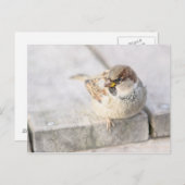 スパロウ島 – 大西洋の向こう ポストカード (正面/裏面)