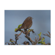 スパローブルースカイはがき